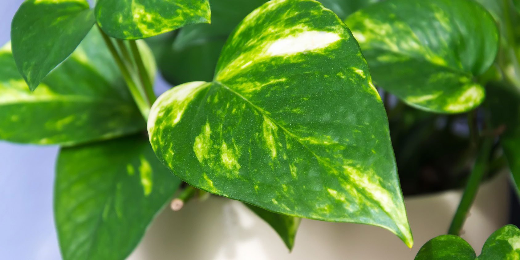 Moltiplicare il potos è facile con la talea in acqua Cose di Casa