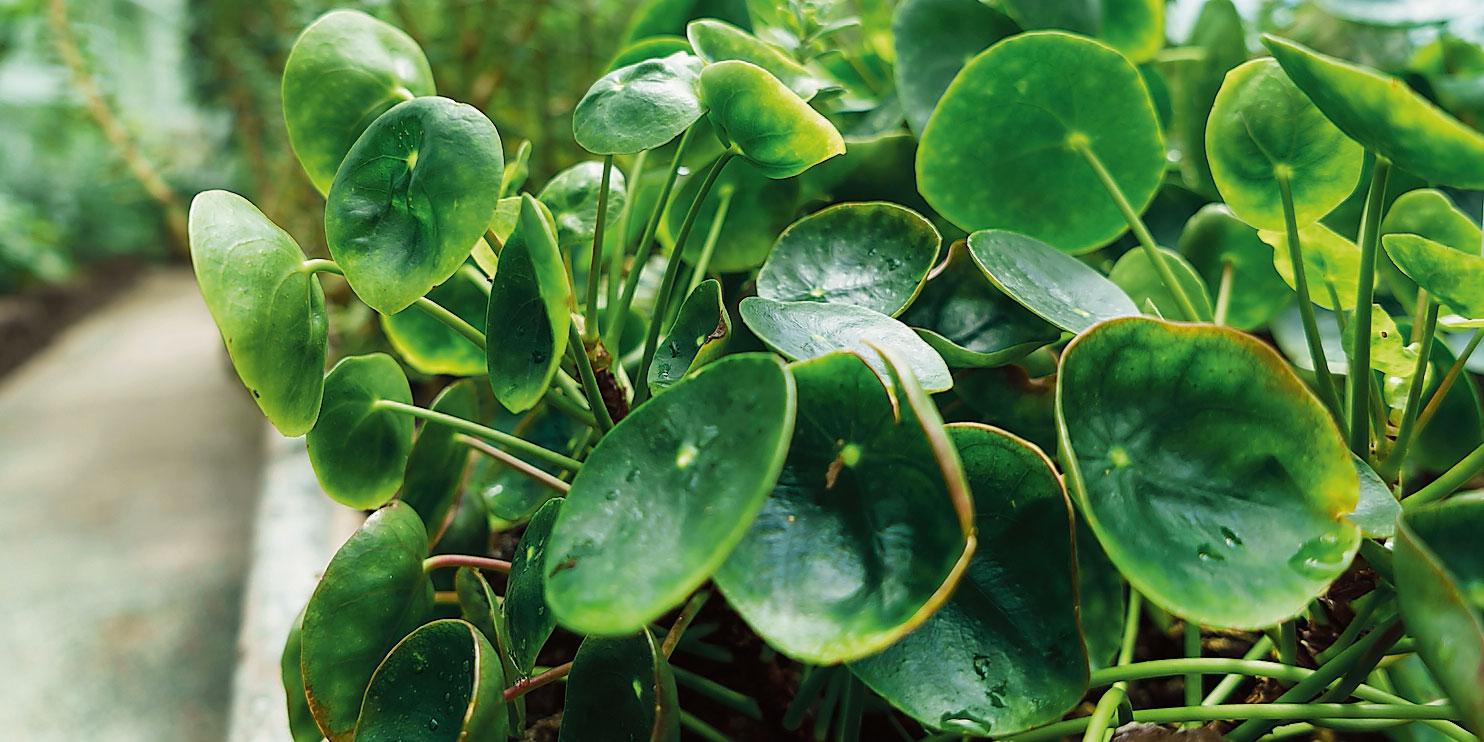 Piante Da Interno Con Foglia Palmata . Moltiplicare La Pilea La Pianta Delle Monete Come Fare Cose Di Casa