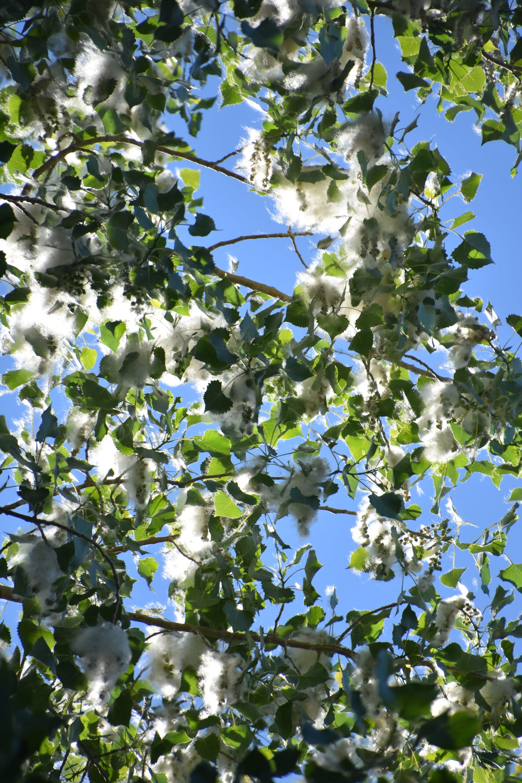 Populus fremonti It's a cloud of cotton by any name County 10