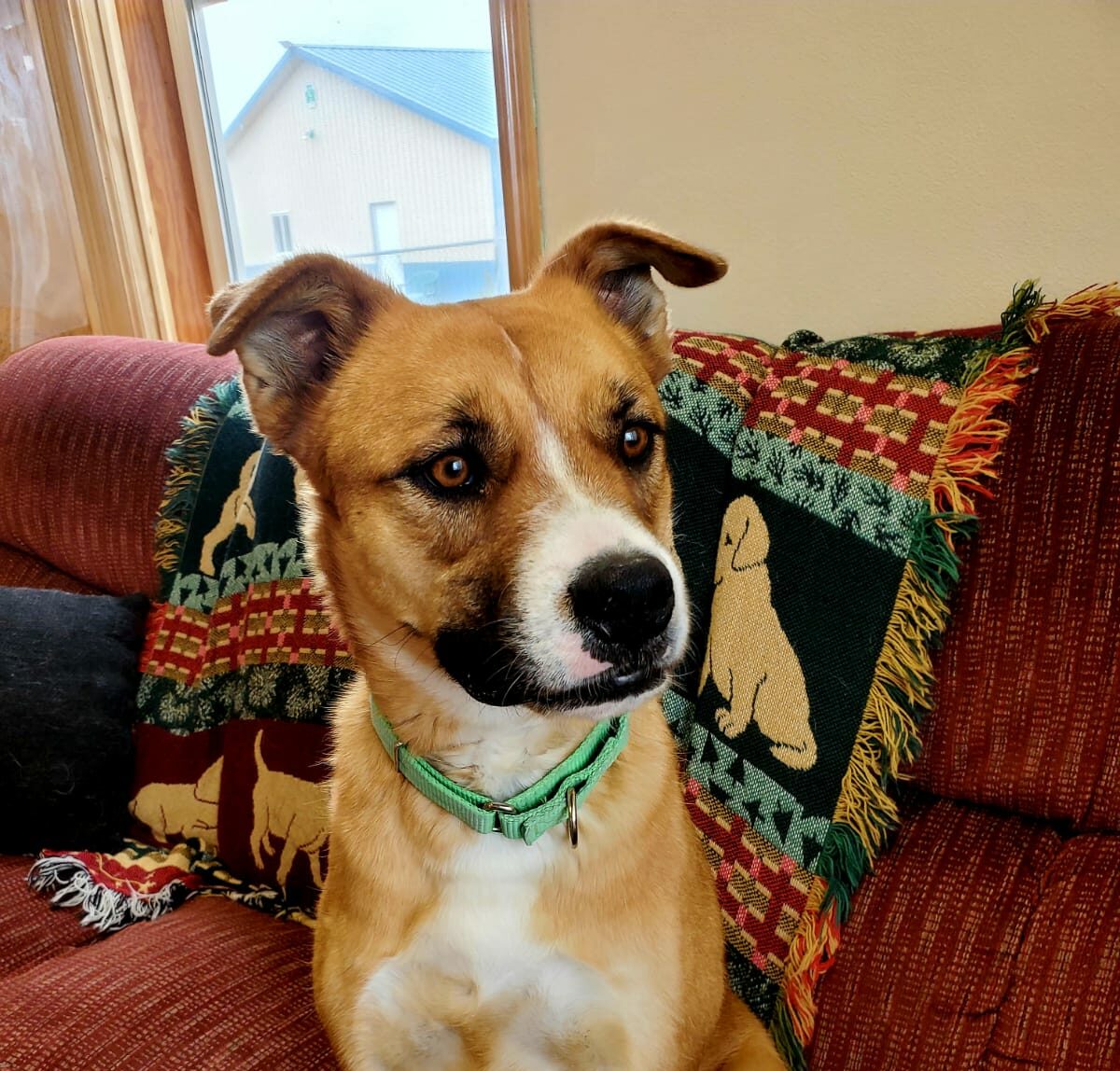 Lander Pet Connection, Pet of the Week Meet Copper! County 10