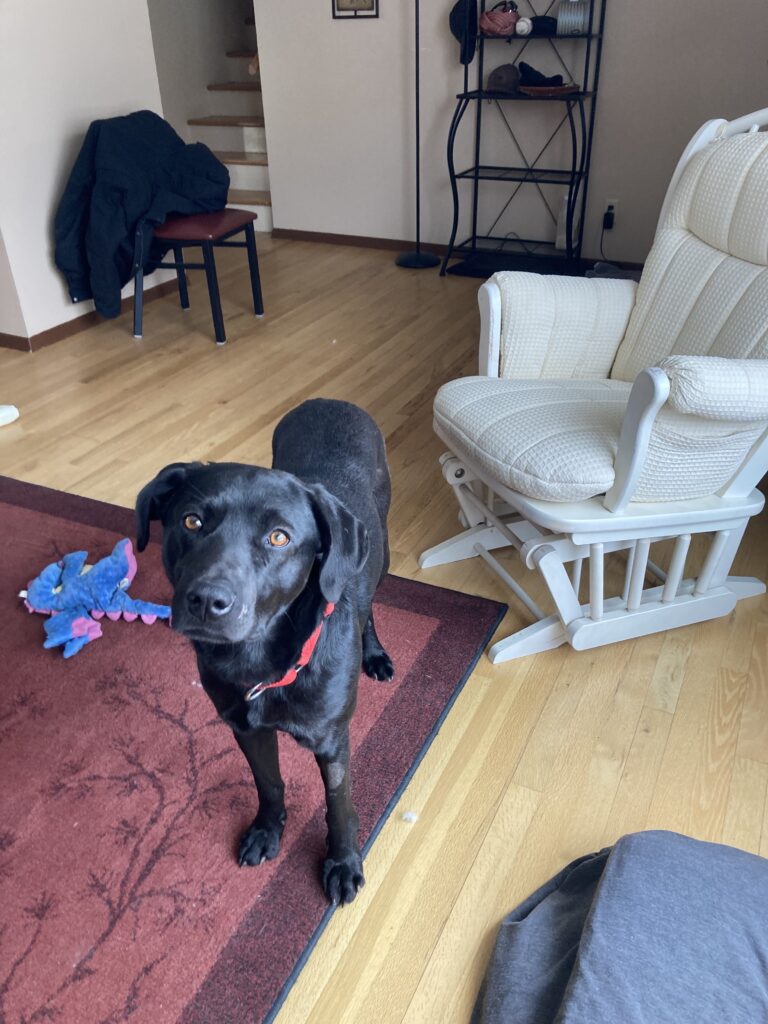 Lander Pet Connection, Pet of the Week Meet Beauford! County 10