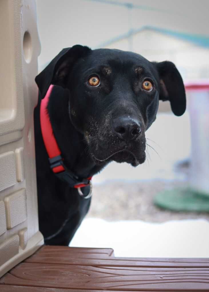 Lander Pet Connection, Pet of the Week Meet Rocket! County 10