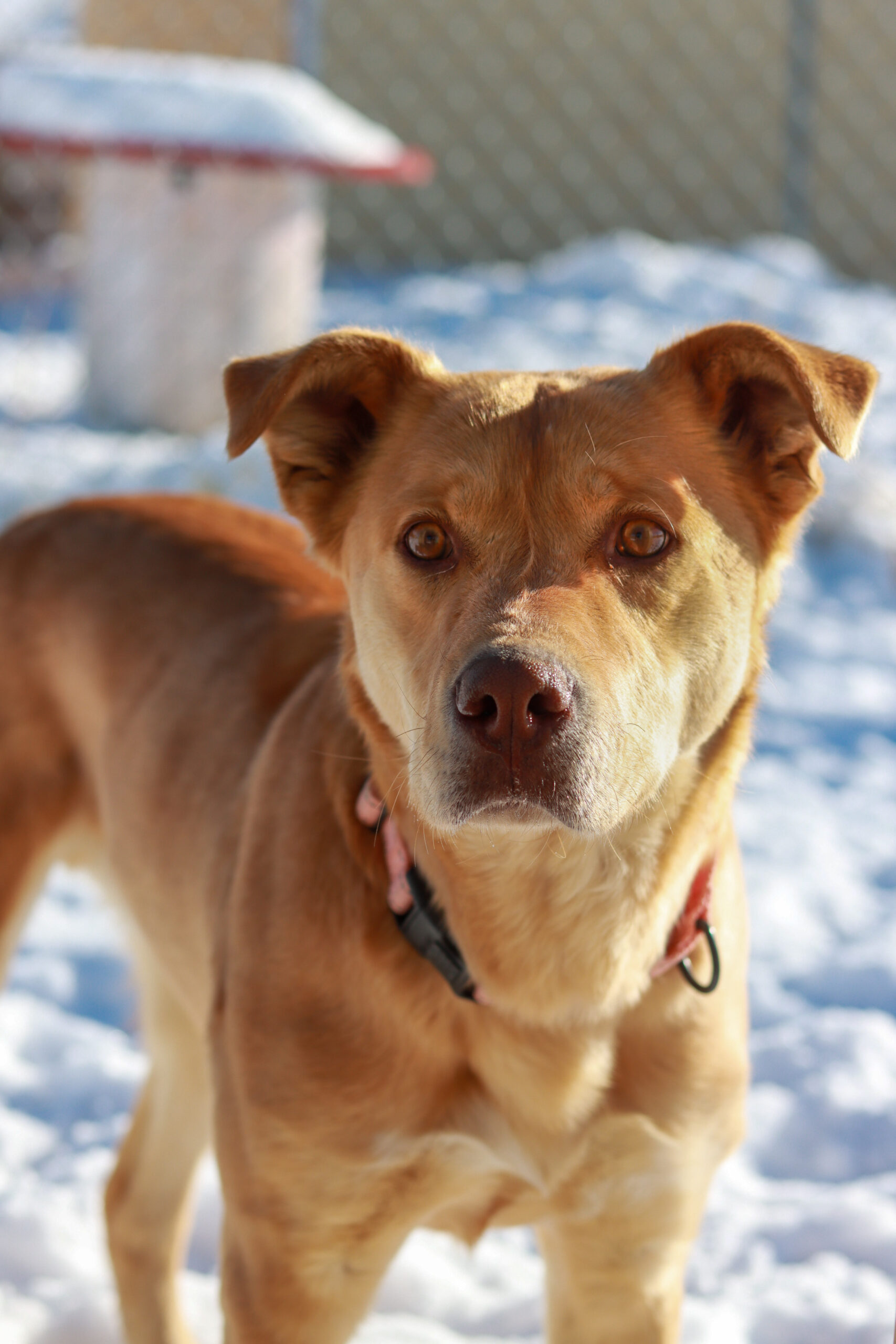 Lander Pet Connection, Pet of the Week Meet Chop! County 10