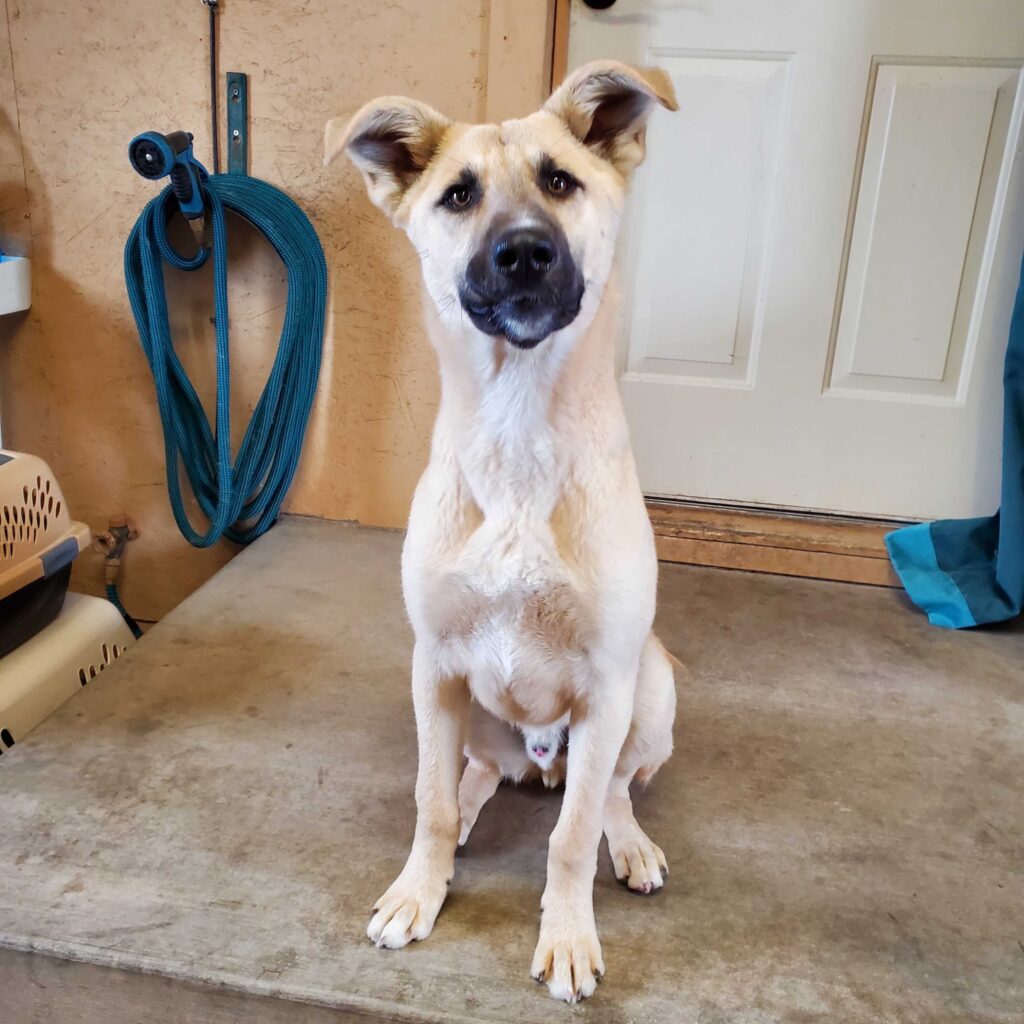 Lander Pet Connection, Pet of the Week Meet Mickey! County 10