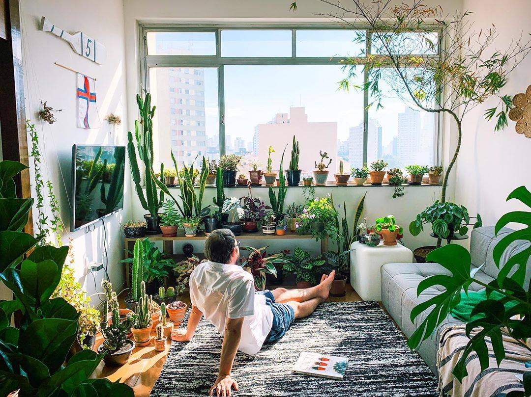 Bloomscape vs The Sill Which is the Best Houseplant Delivery