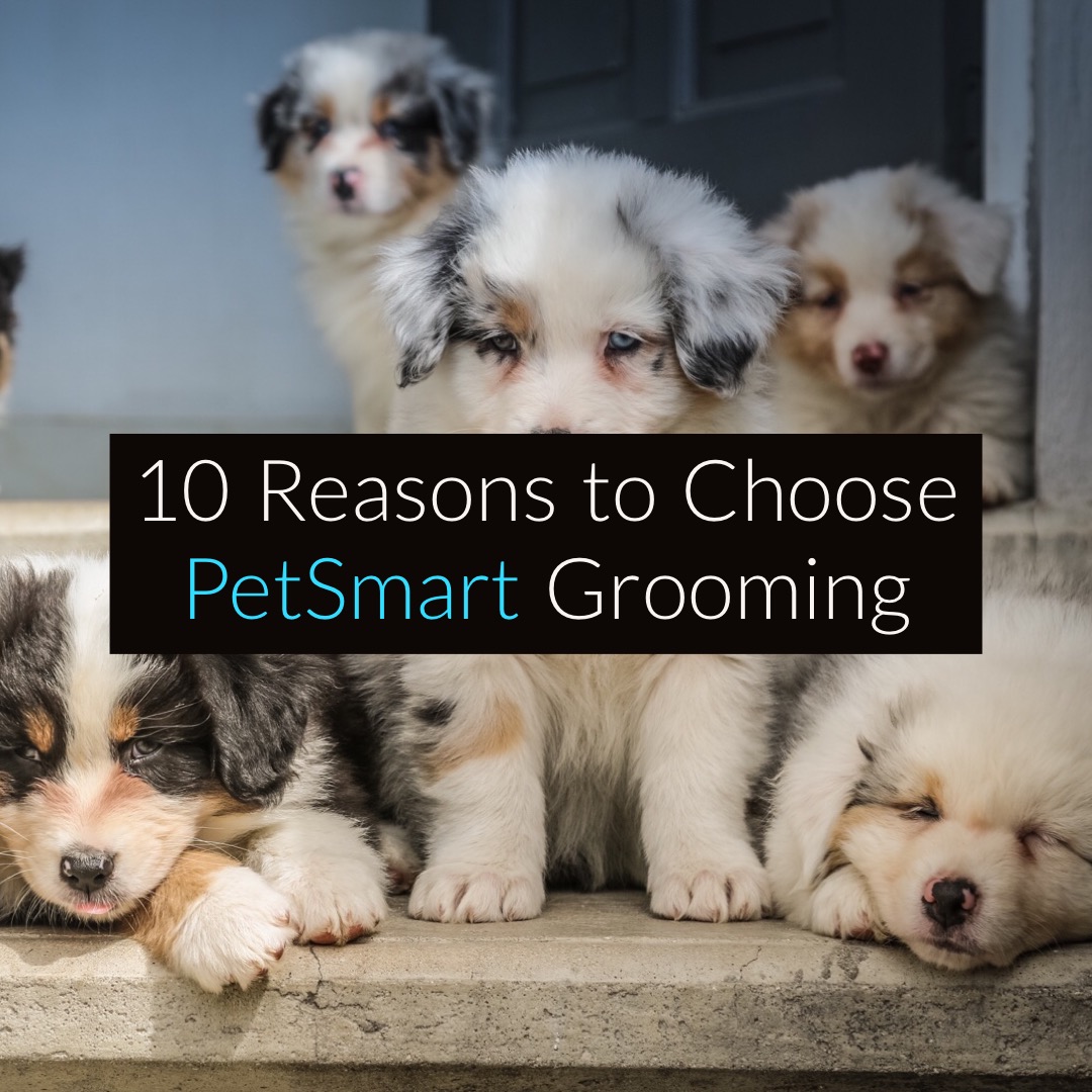 10 Reasons to Treat Pooch with PetSmart Grooming