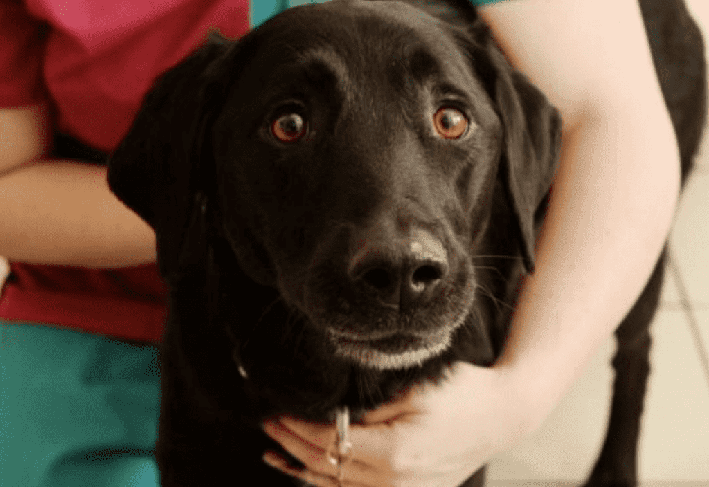 If Your Dog Eats A Christmas Ornament Here’s What You Should Do