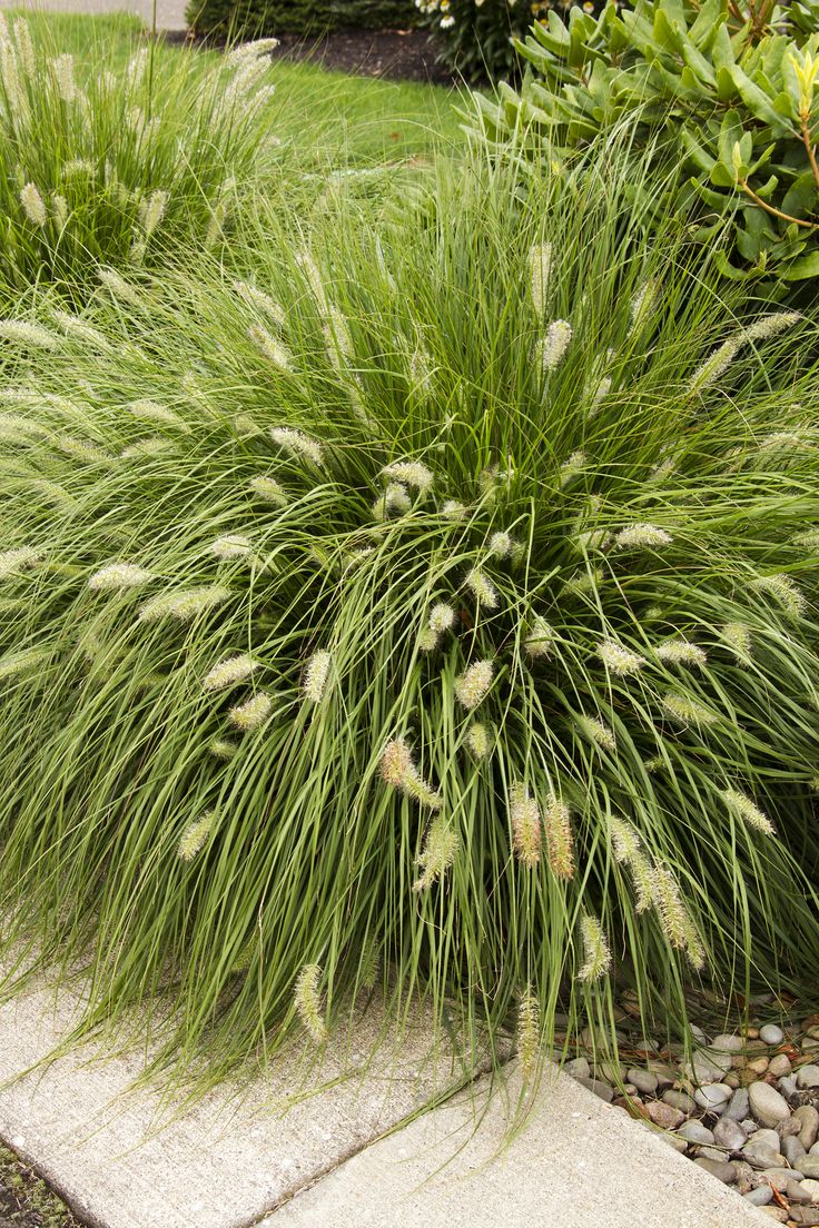 Do Ornamental Grasses Have Deep Roots Craftsmumship