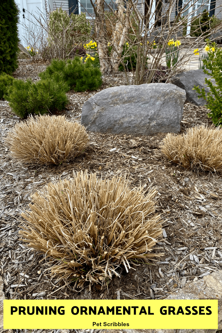 The Many Types Of Cool Season Ornamental Grasses Craftsmumship