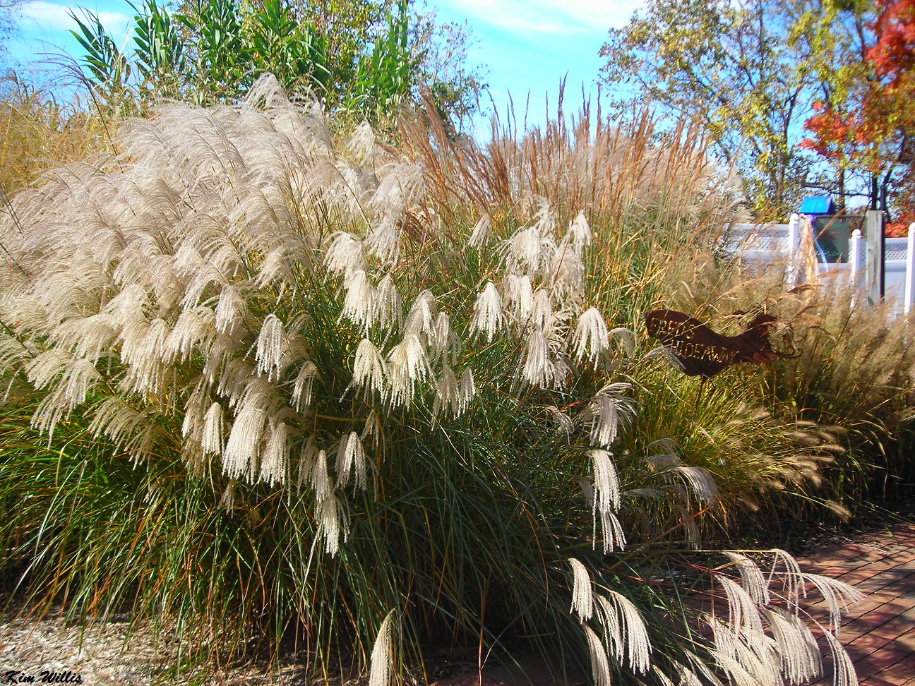 Allergies To Ornamental Grasses Craftsmumship