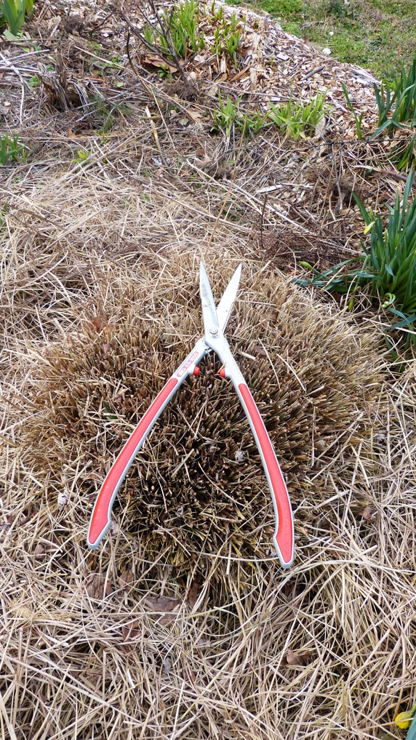 Does A Hedge Shear Work To Cut Down Ornamental Grass Craftsmumship