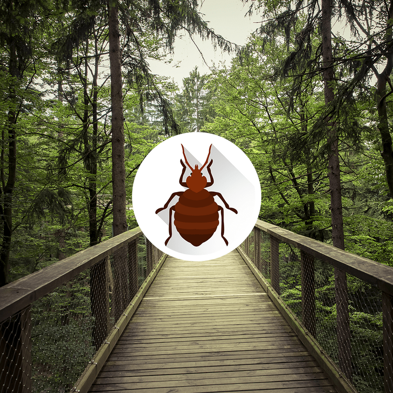 Can Bed Bugs Live on Patio Furniture? Craftsmumship