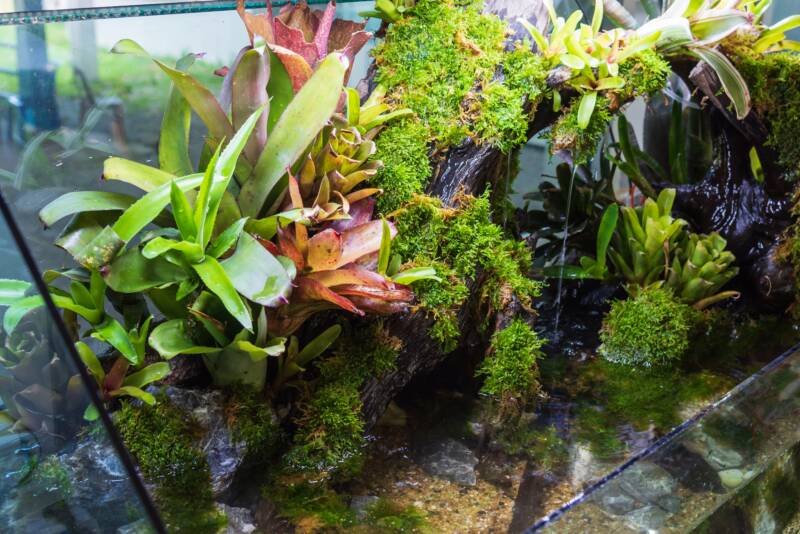 How Fast Does Java Moss Grow In A Terrarium Craftsmumship