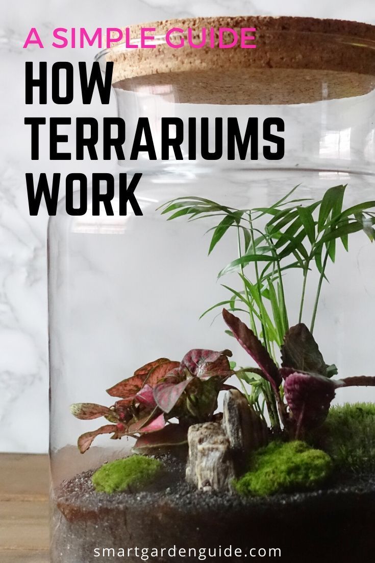 How To Create A Closed Terrarium For LowLight Plants Craftsmumship