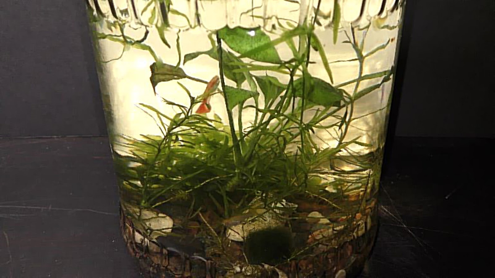 Is Elodea A Good Option For Your Terrarium? Craftsmumship