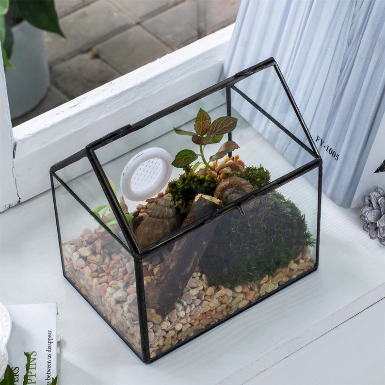 How To Pick The Perfect Snail Terrarium Craftsmumship