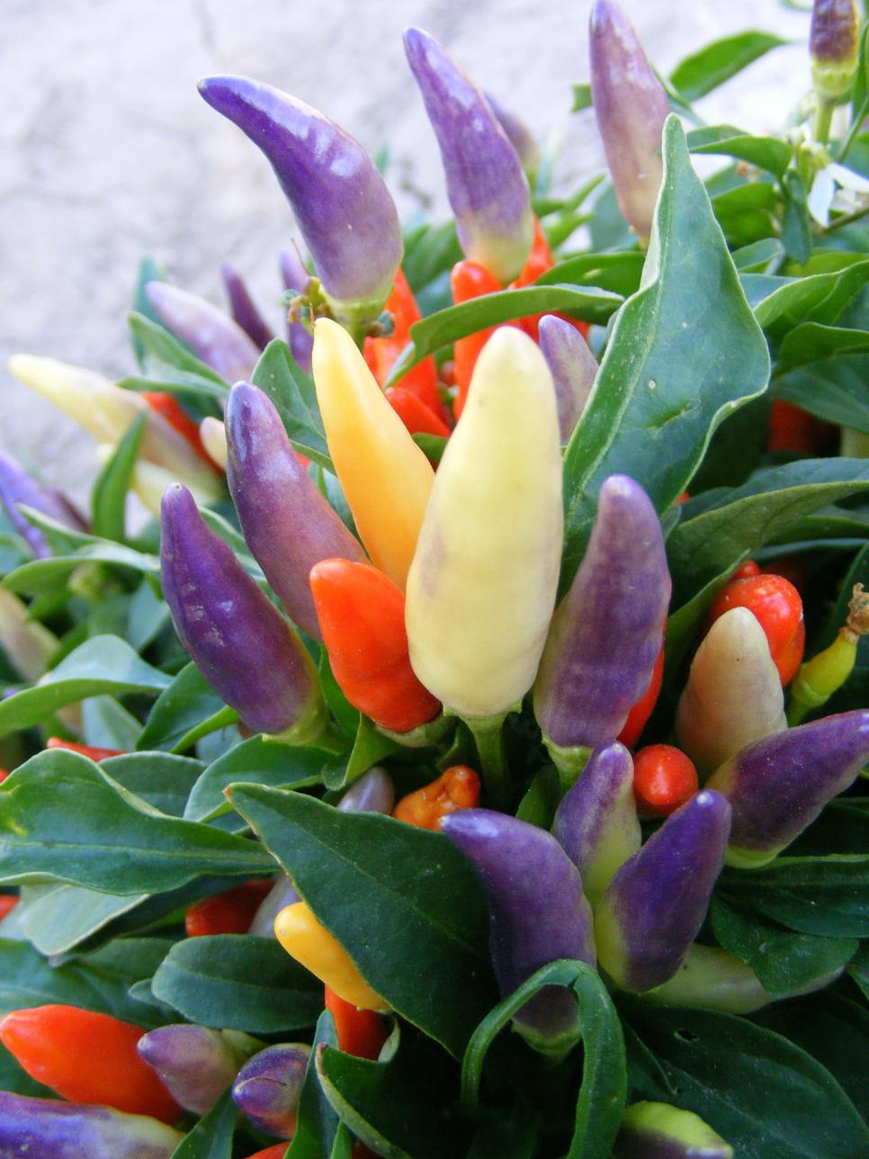 Ornamental Purple Peppers A Decorative Touch For Your Yard Craftsmumship
