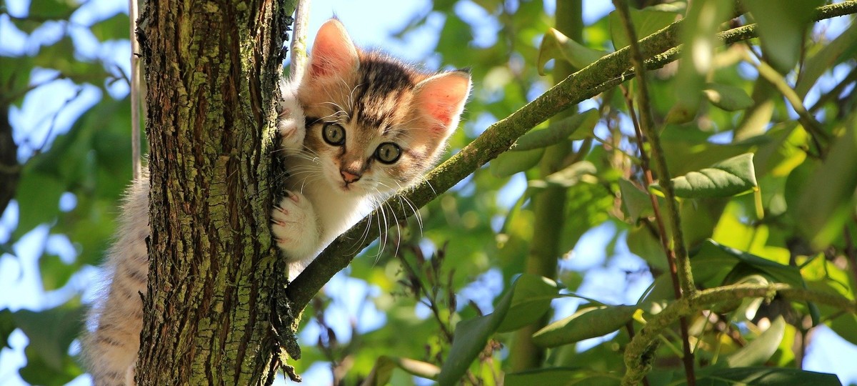 Even Indoor Cats Need Rabies Vaccination, by Lee Pickett Creators Syndicate