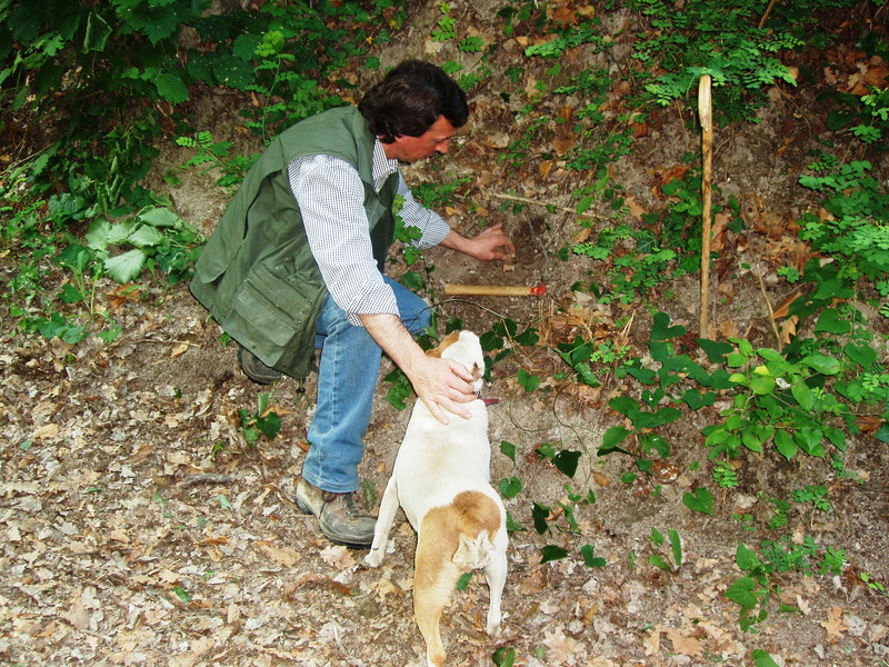 Try Tricky and Tense Hunting for Truffles in Alba, Italy, by Travel