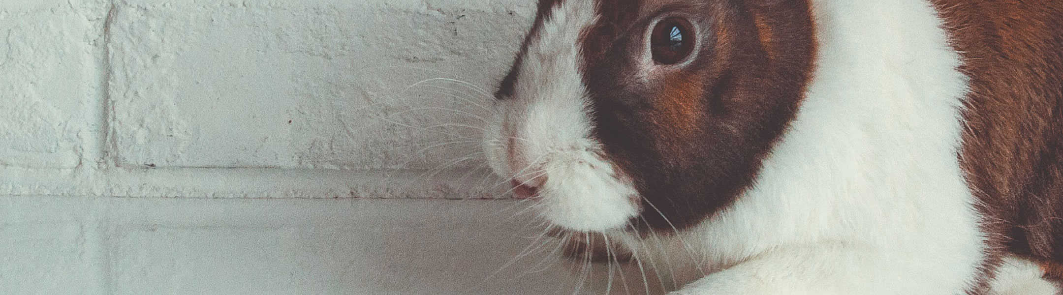 Cập nhật hơn 82 về dior animal testing bigbeamng