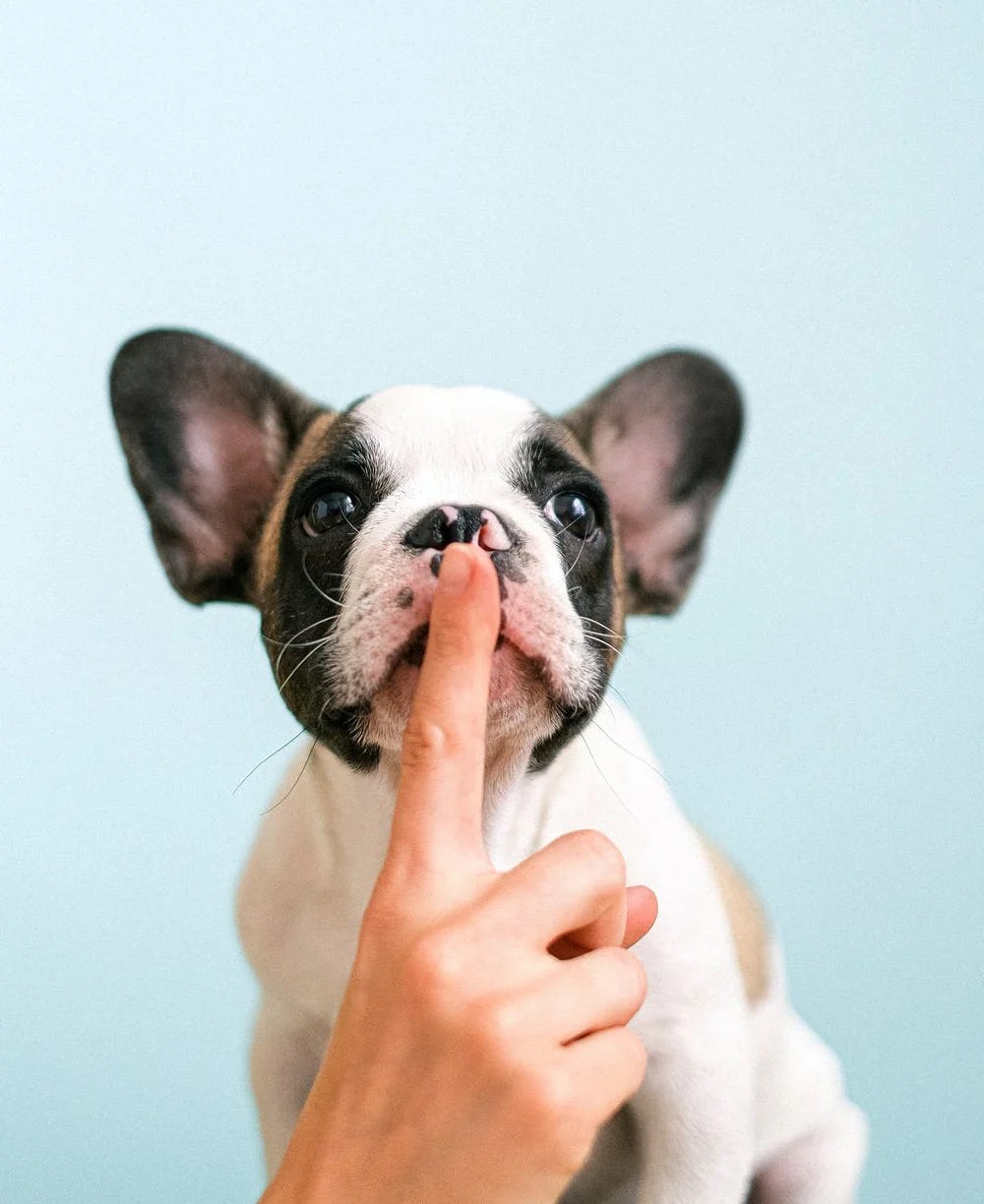 88 of Top Beauty Brands Fund Animal Testing (Animal Testing Statistics