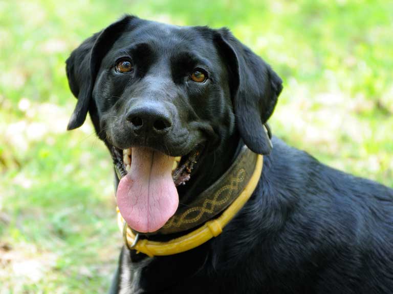 Should Dogs Wear A Collar