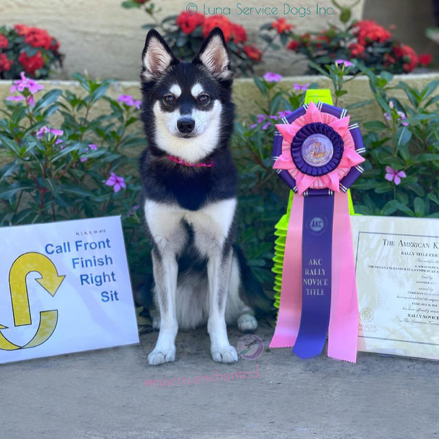 Can You Register A Mixed Breed Dog