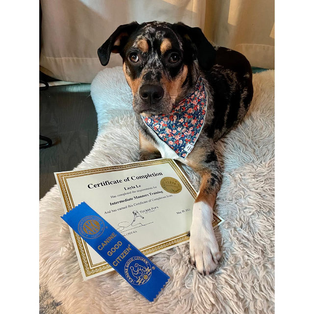 Can You Register A Mixed Breed Dog