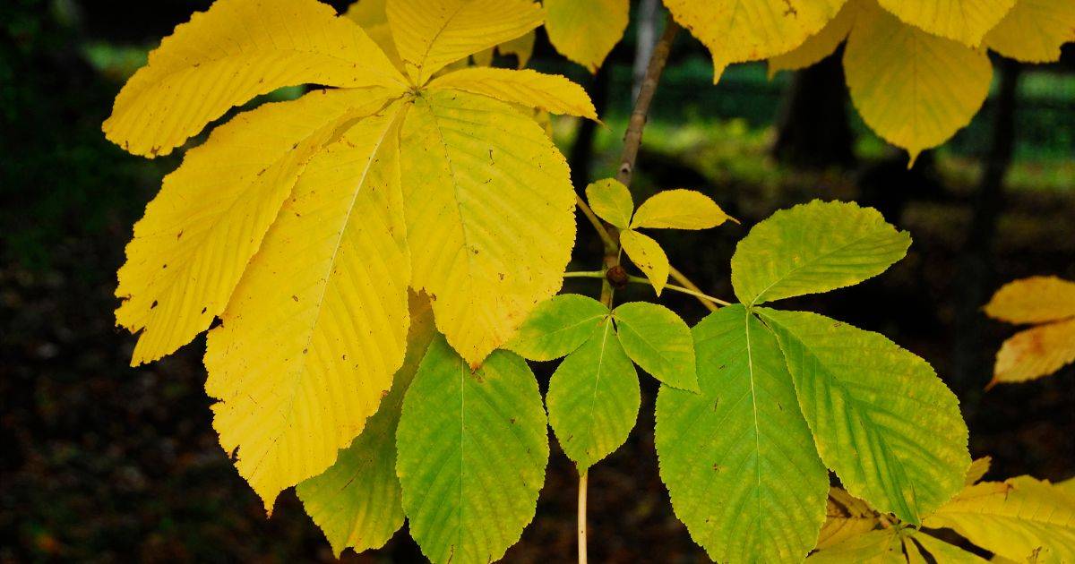 How to fix yellow leaves on plants 5 Tips to Fix the Problem