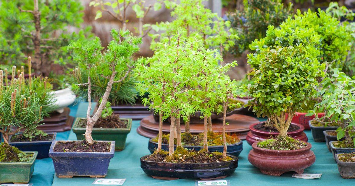 How to Make Bonsai Soil at Home in India Best Bonsai Soil Mix