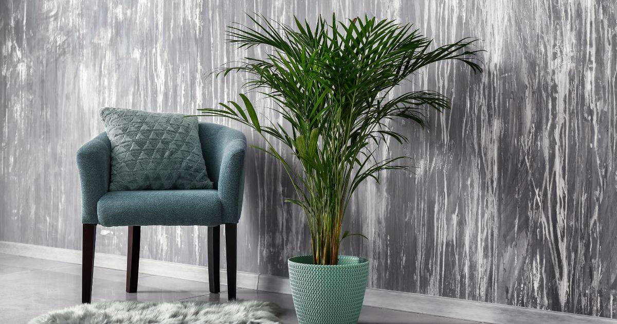 Areca Palm Plant Care tips All Your Areca Palm Questions, Answered.