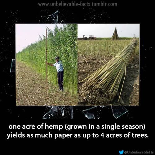 In a Battle Between Hemp vs Cotton, Hemp Always Wins