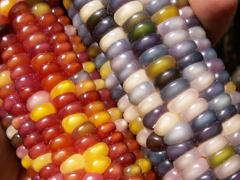 Thanks to Seed Savers, Glass Gem Corn Exists David Avocado Wolfe
