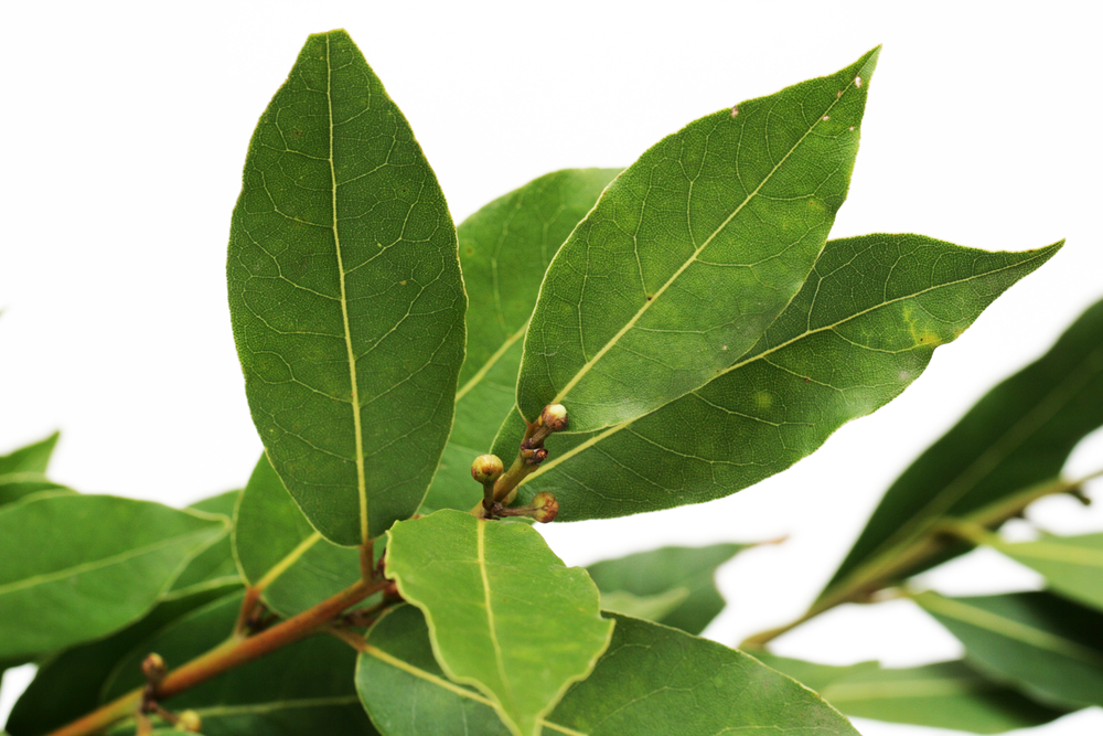 Burn Bay Leaves In Your Home For These 2 Amazing Benefits! David