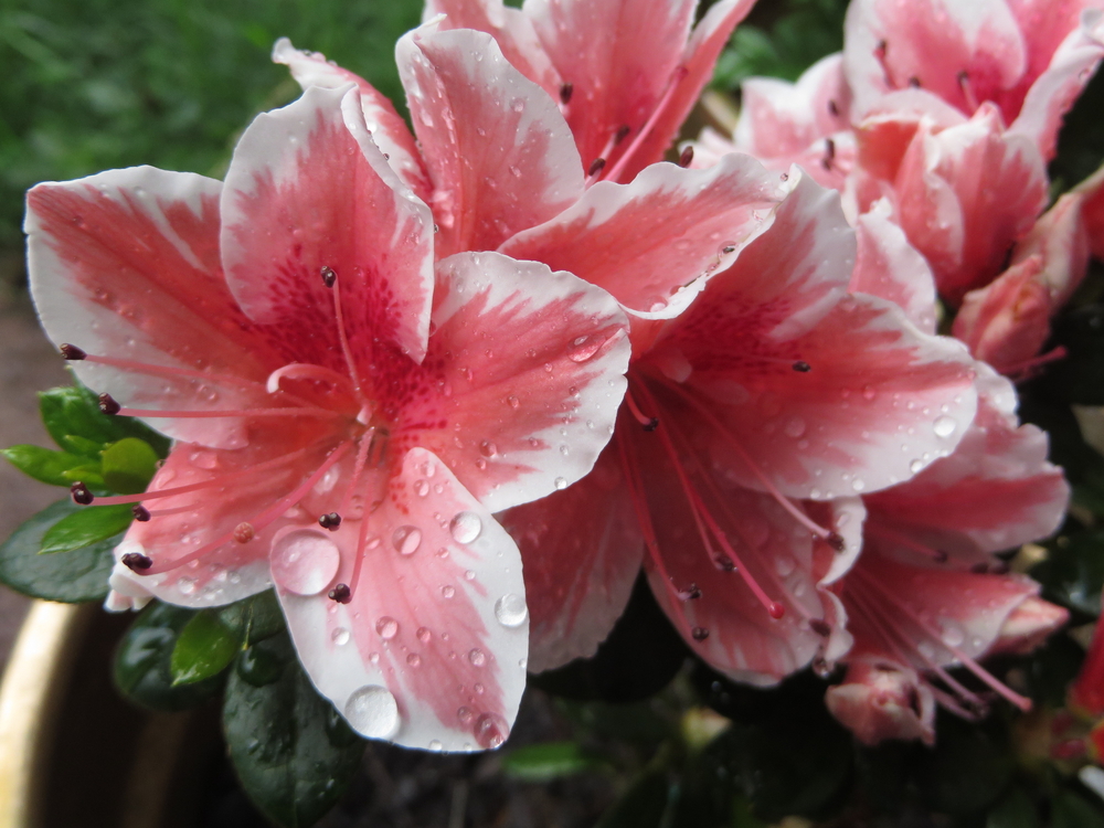 8 Popular Garden Plants That Are Incredibly Poisonous David Avocado Wolfe