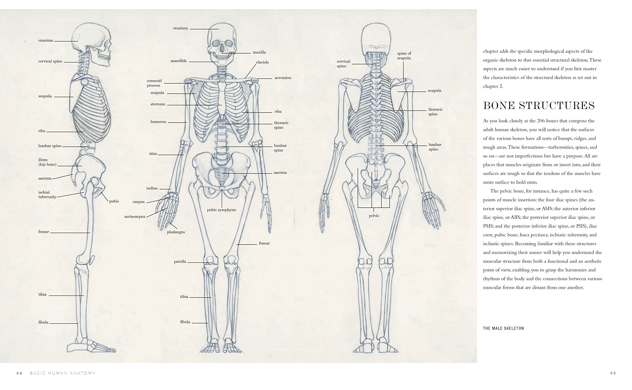 Basic Human Anatomy Roberto Osti