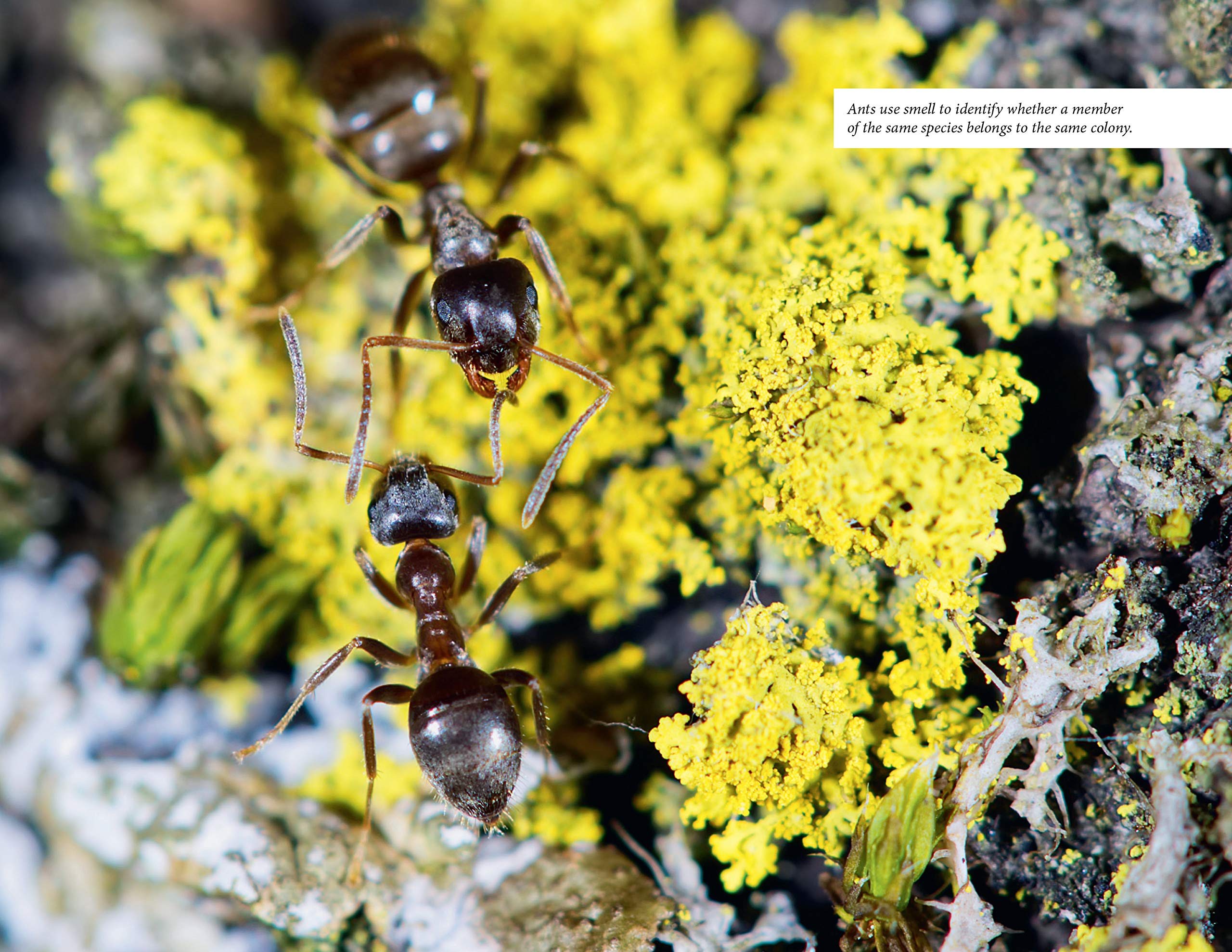 Empire of Ants Susanne Foitzik, Olaf Fritsche