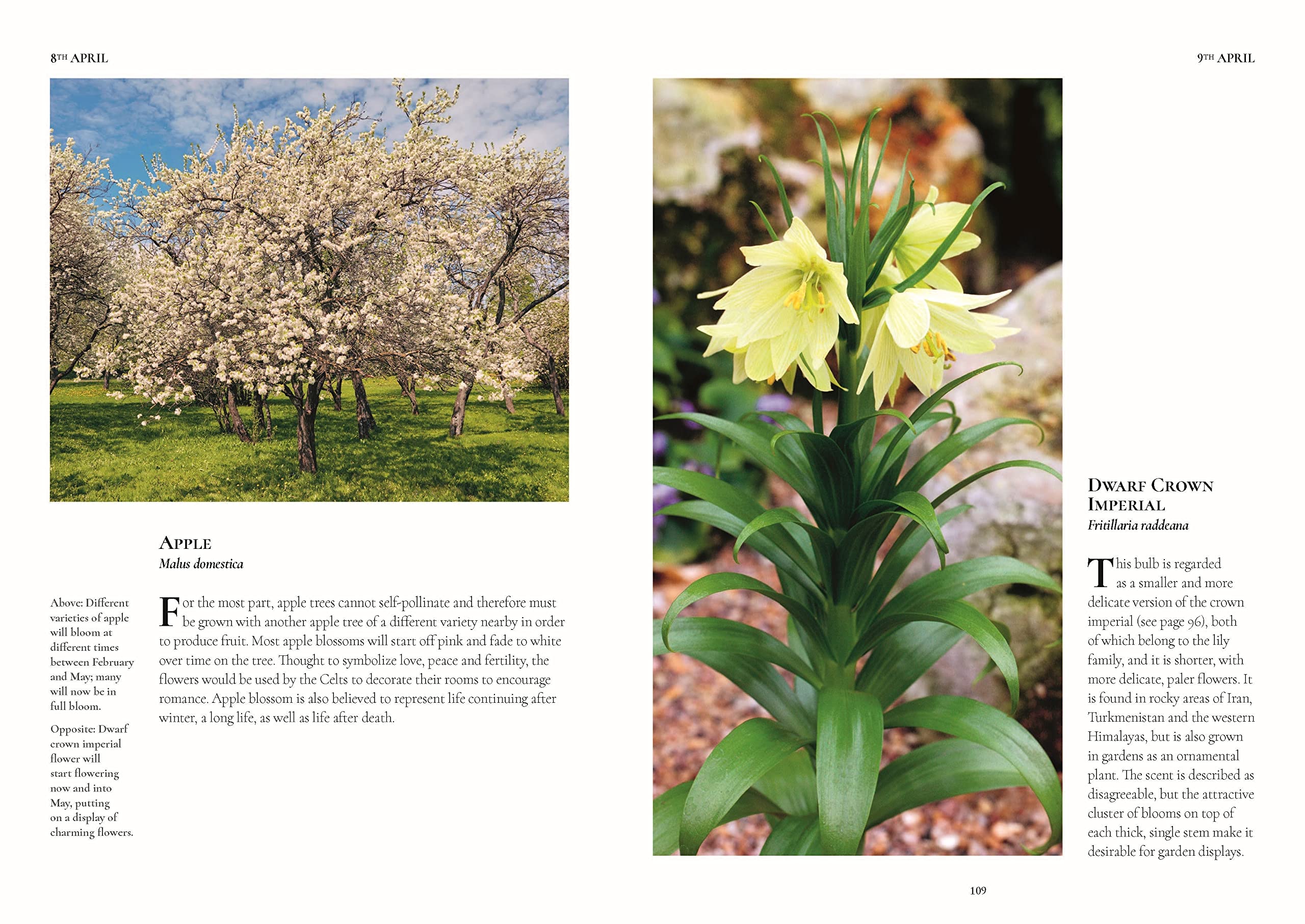 A Flower A Day Miranda Janatka