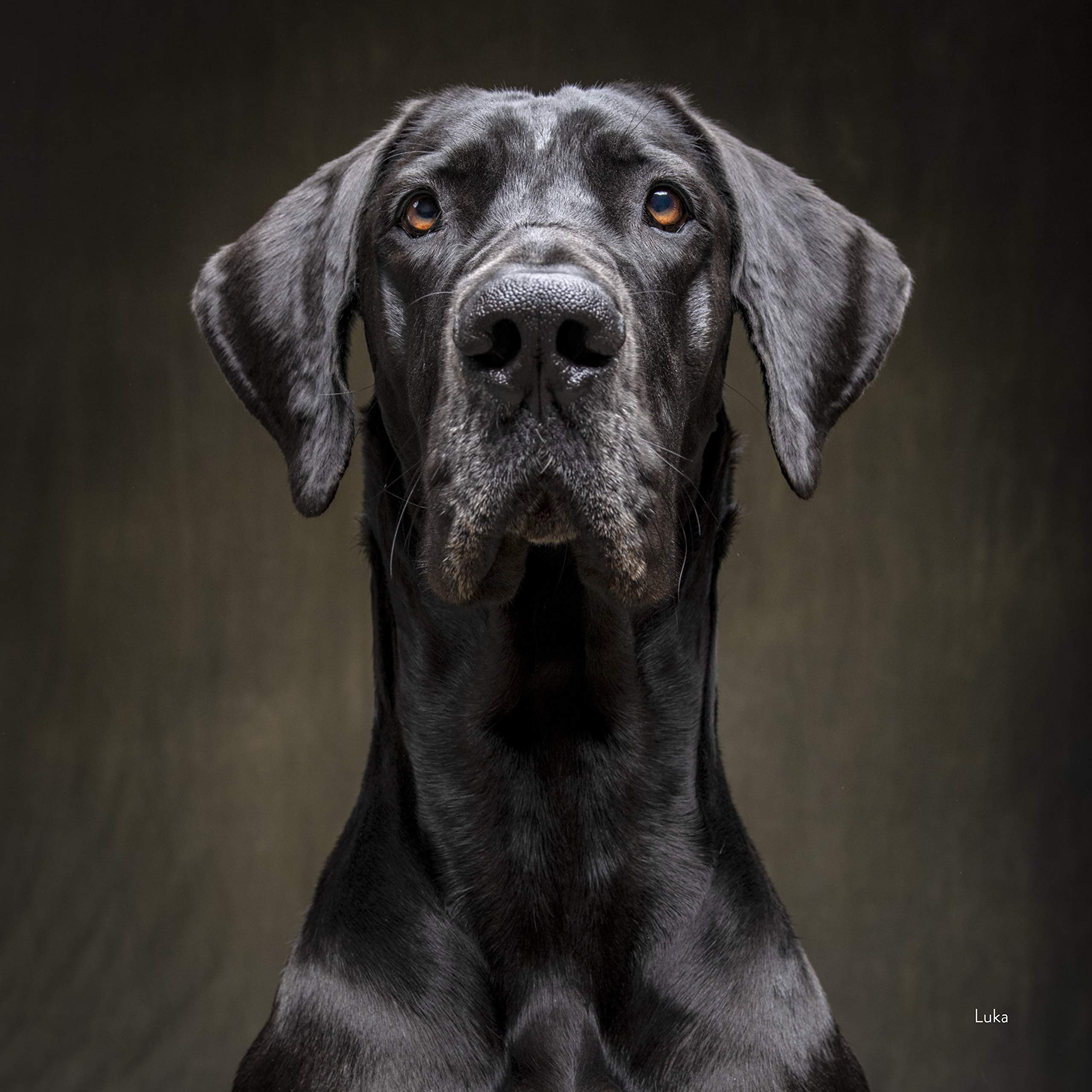 Calendar 2021 Year of the Dogs Chronicle Books