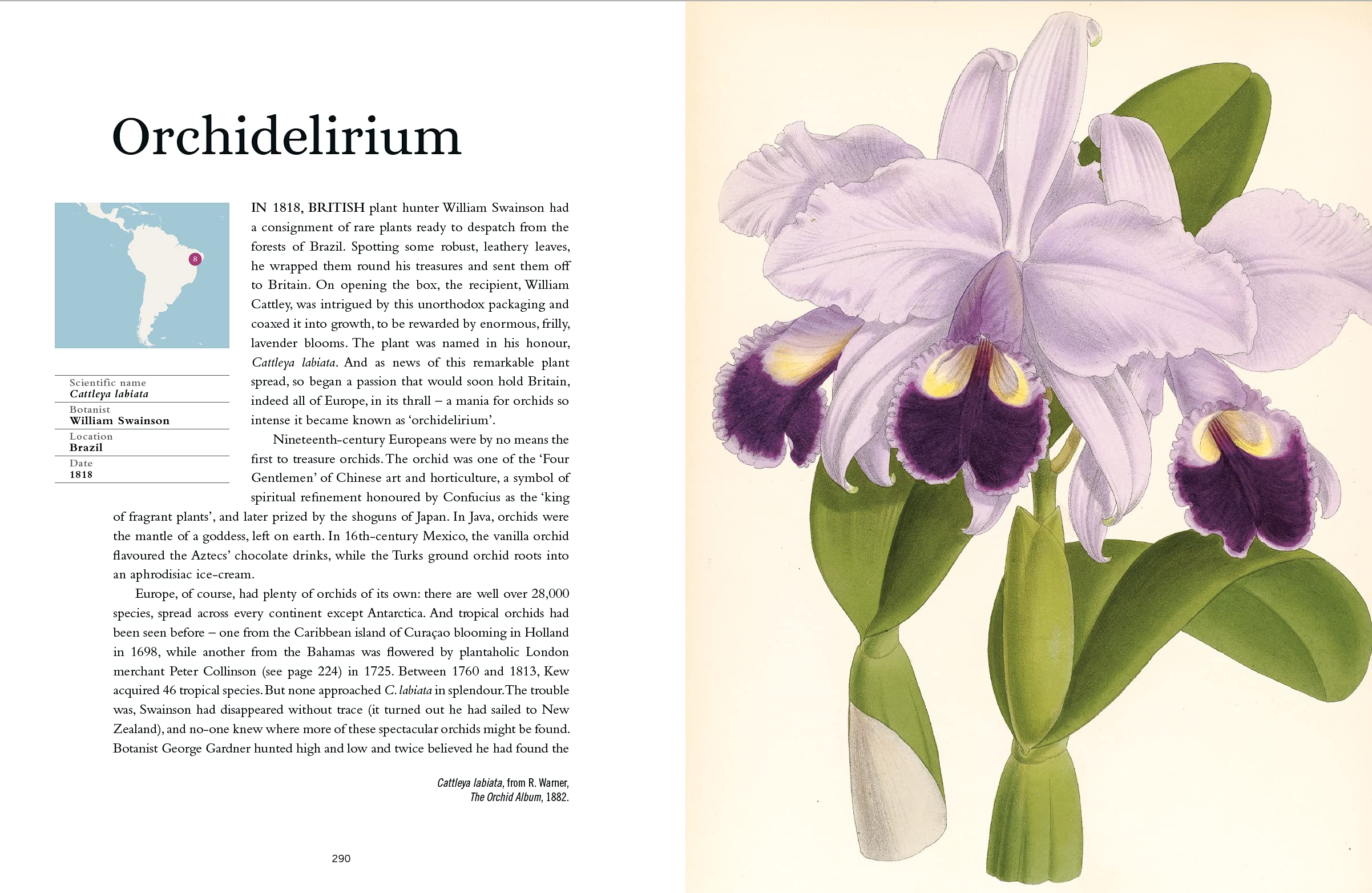 PlantHunter's Atlas Ambra Edwards