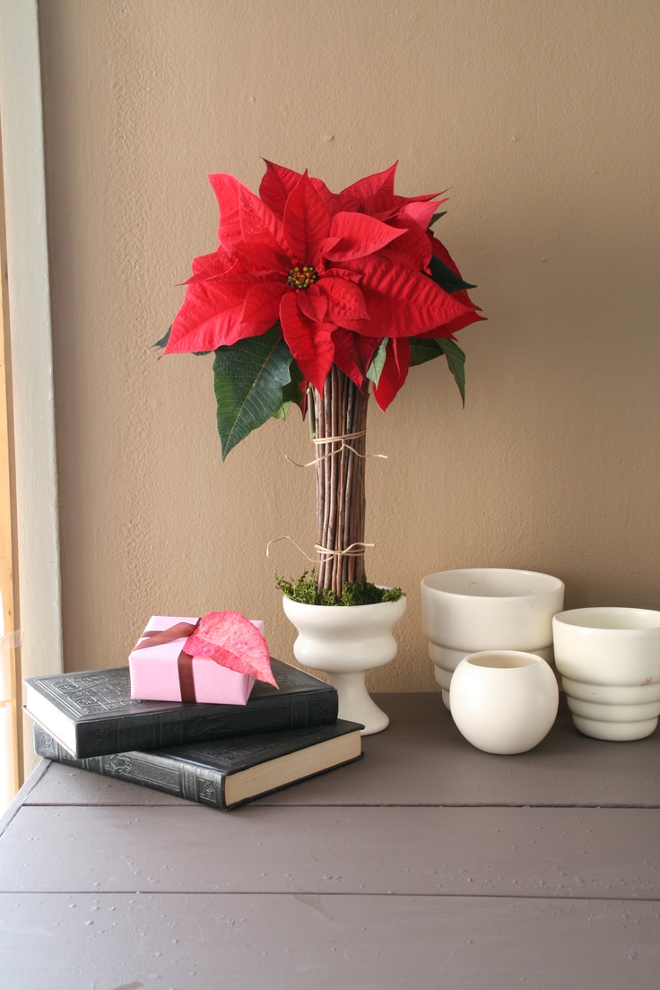 Review Of Poinsettia Displays With Simple Design
