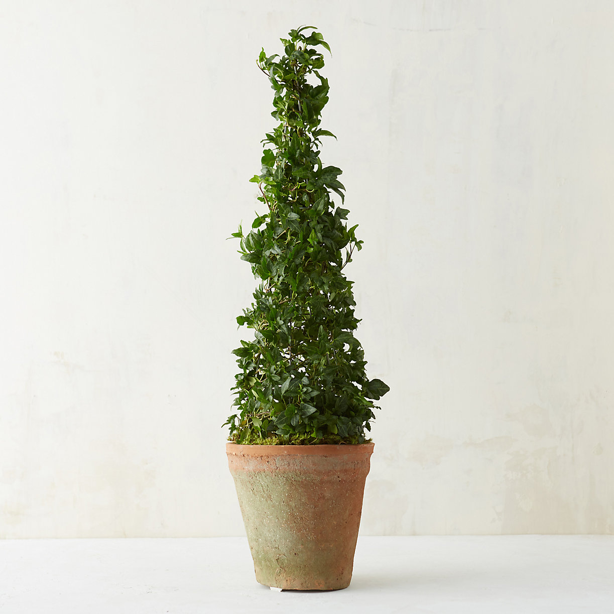 Cozy Topiary Styles With Simple Design
