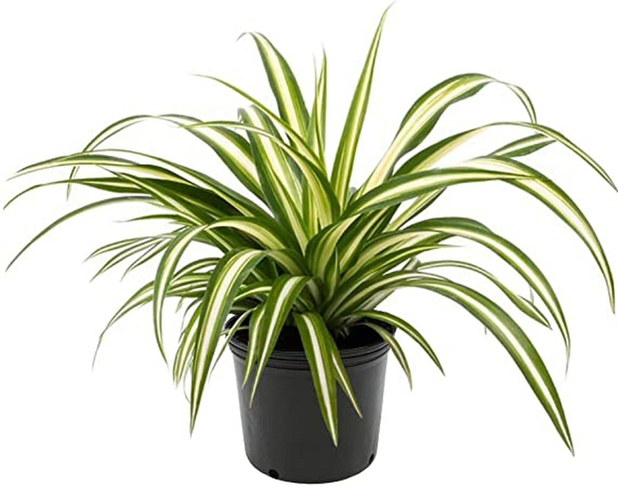 8 Best Houseplants For Beginners (Seriously!) Decorizer