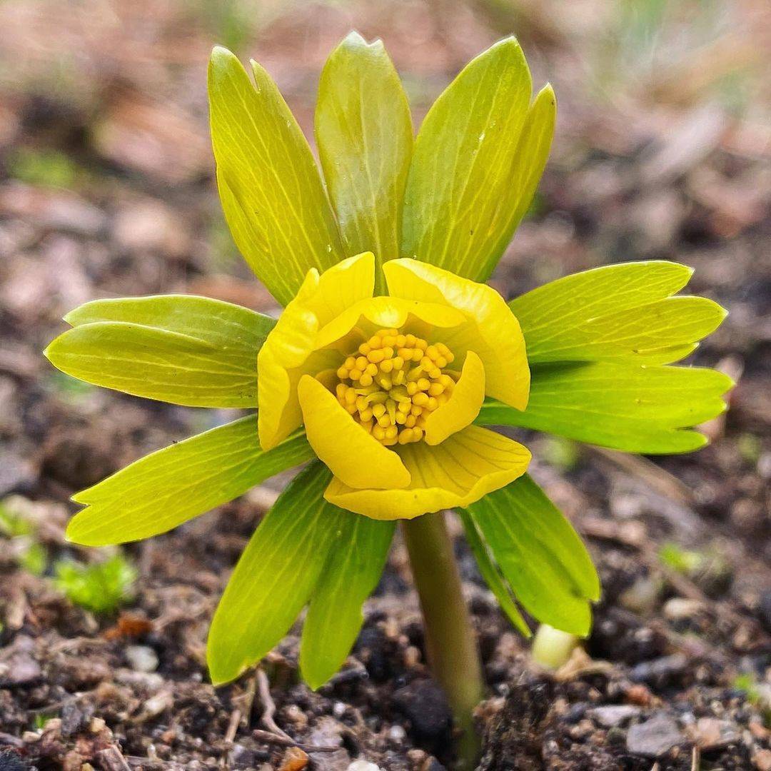 Grow Your Garden Beautiful Flowers to Plant in Autumn Decoist