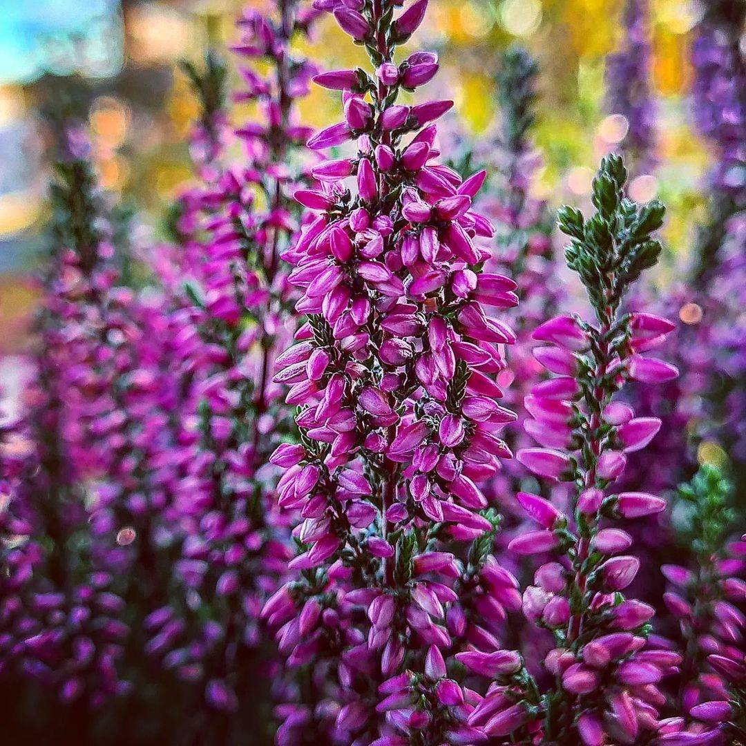 Grow Your Garden Beautiful Flowers to Plant in Autumn