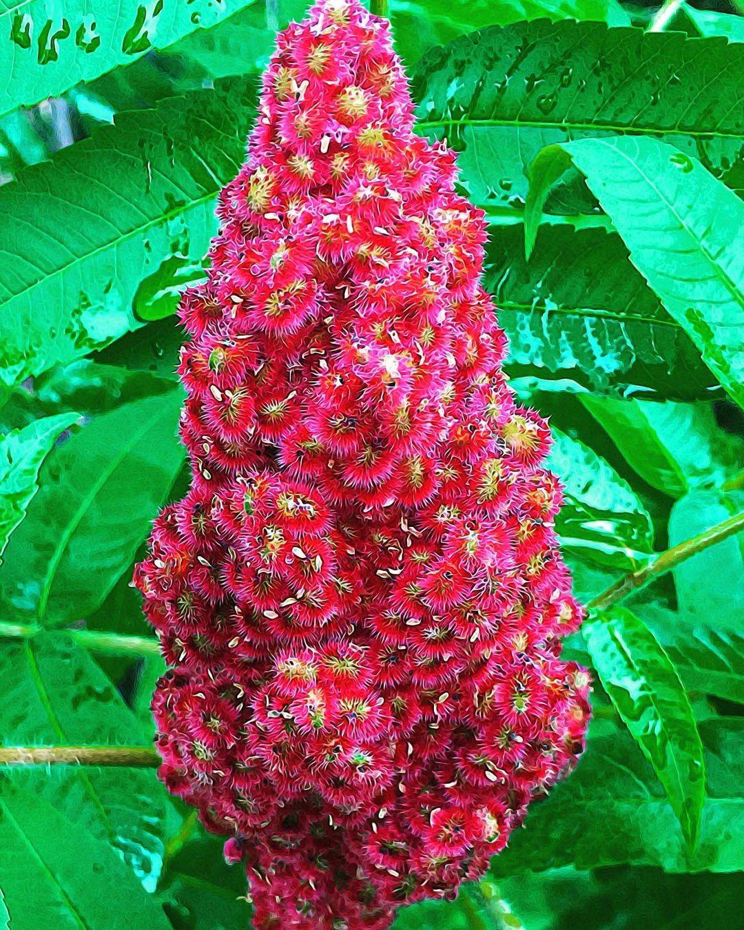 Grow Your Garden Beautiful Flowers to Plant in Autumn