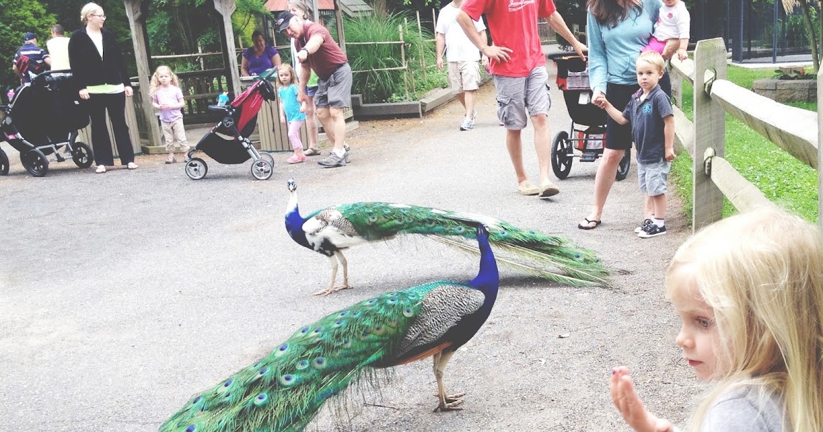 Can You Rent Scooters At Cap May Mall? Denver Mart