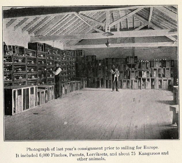 The First Zoo A Small Private Zoo Started By John C Humboldt Denver Mart