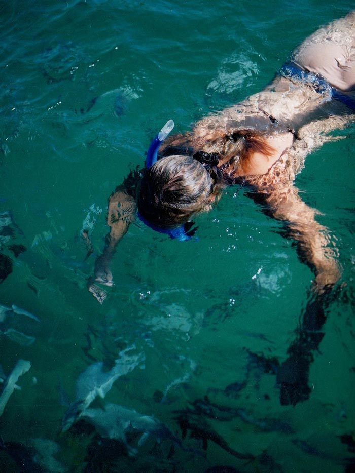 Snorkeling In Mazatlan A Marine Life Wonderland DesertDivers