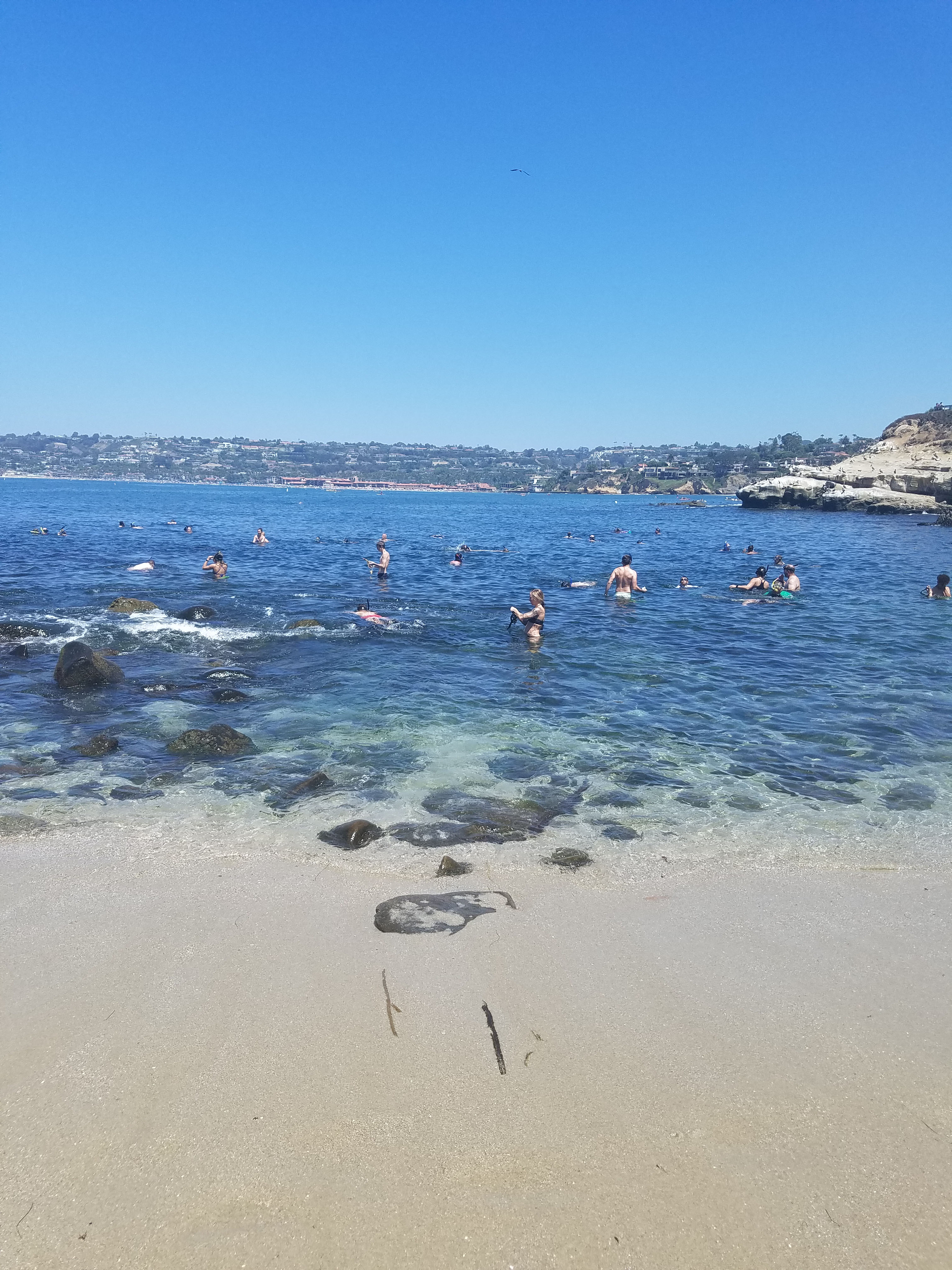 The Best Places To Go Snorkeling With Kids In La Jolla DesertDivers